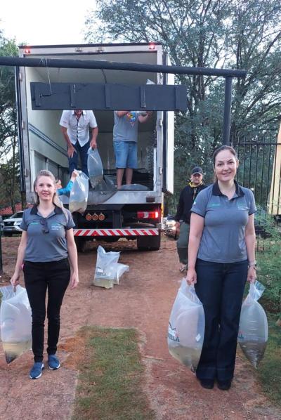 Sicredi e ASPE promovem a soltura de 12 mil alevinos no alagado de Rio Bonito do IguaÃ§u